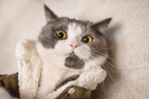 Een kat in stijlvolle en functionele kleding, perfect voor koudere klimaten en gevoelige huiden.