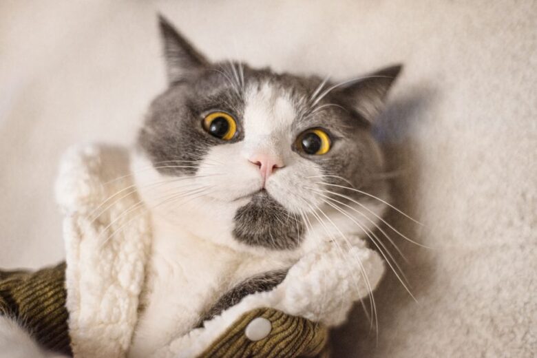 Een kat in stijlvolle en functionele kleding, perfect voor koudere klimaten en gevoelige huiden.